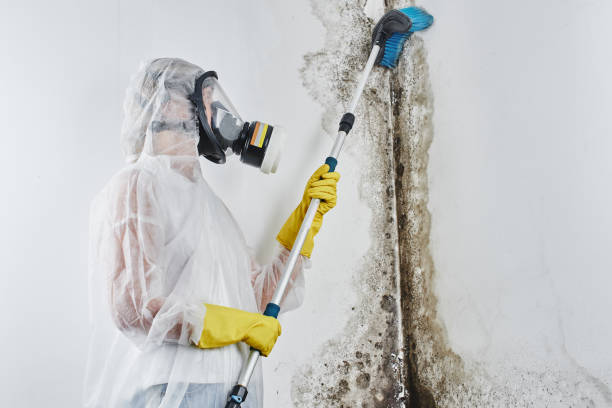 Best Emergency Mold Remediation  in Aledo, TX